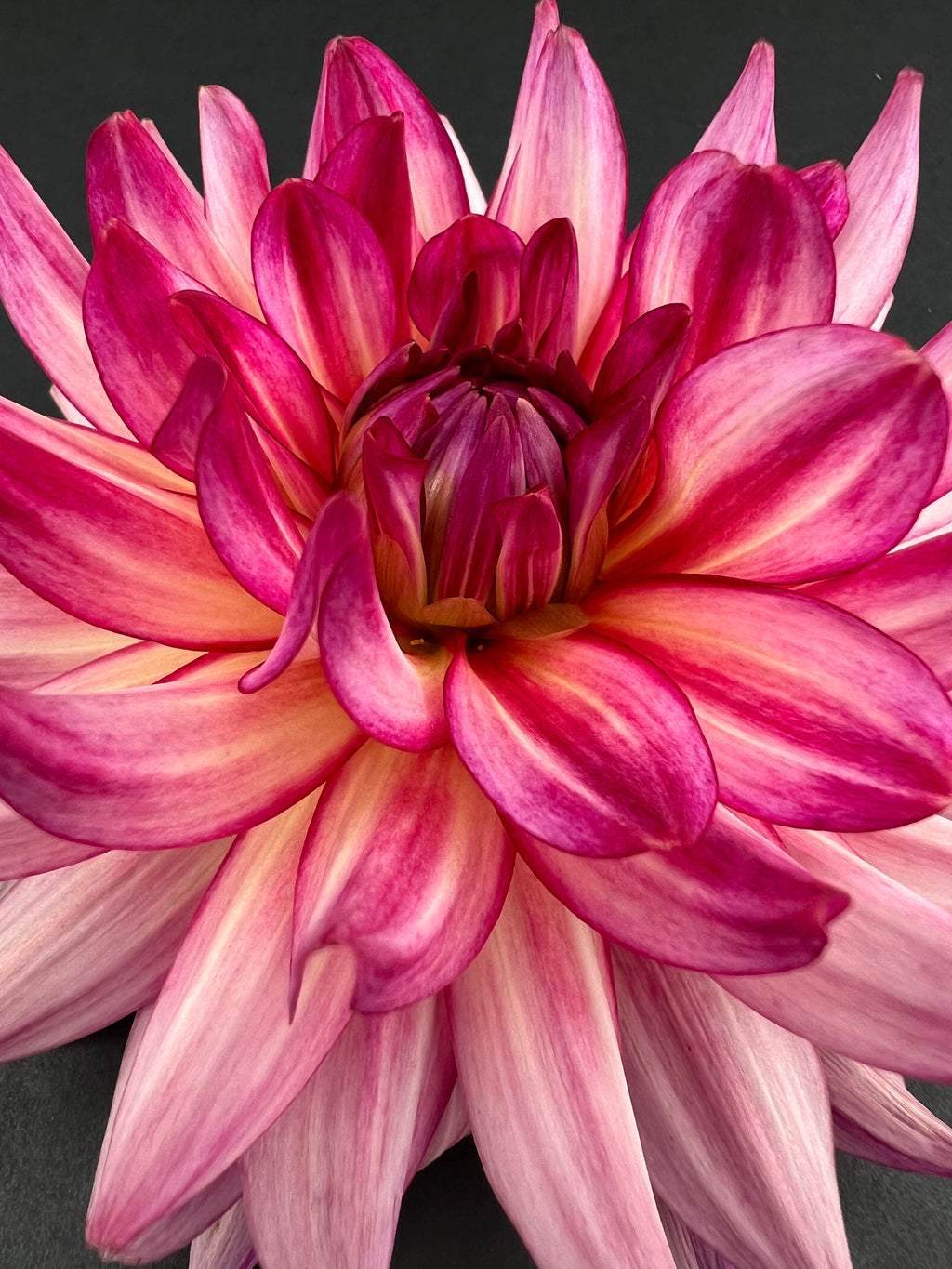 glamour girl dahlia bloom with vibrant pink-dark pink petals, grown from high-quality tubers for sale
