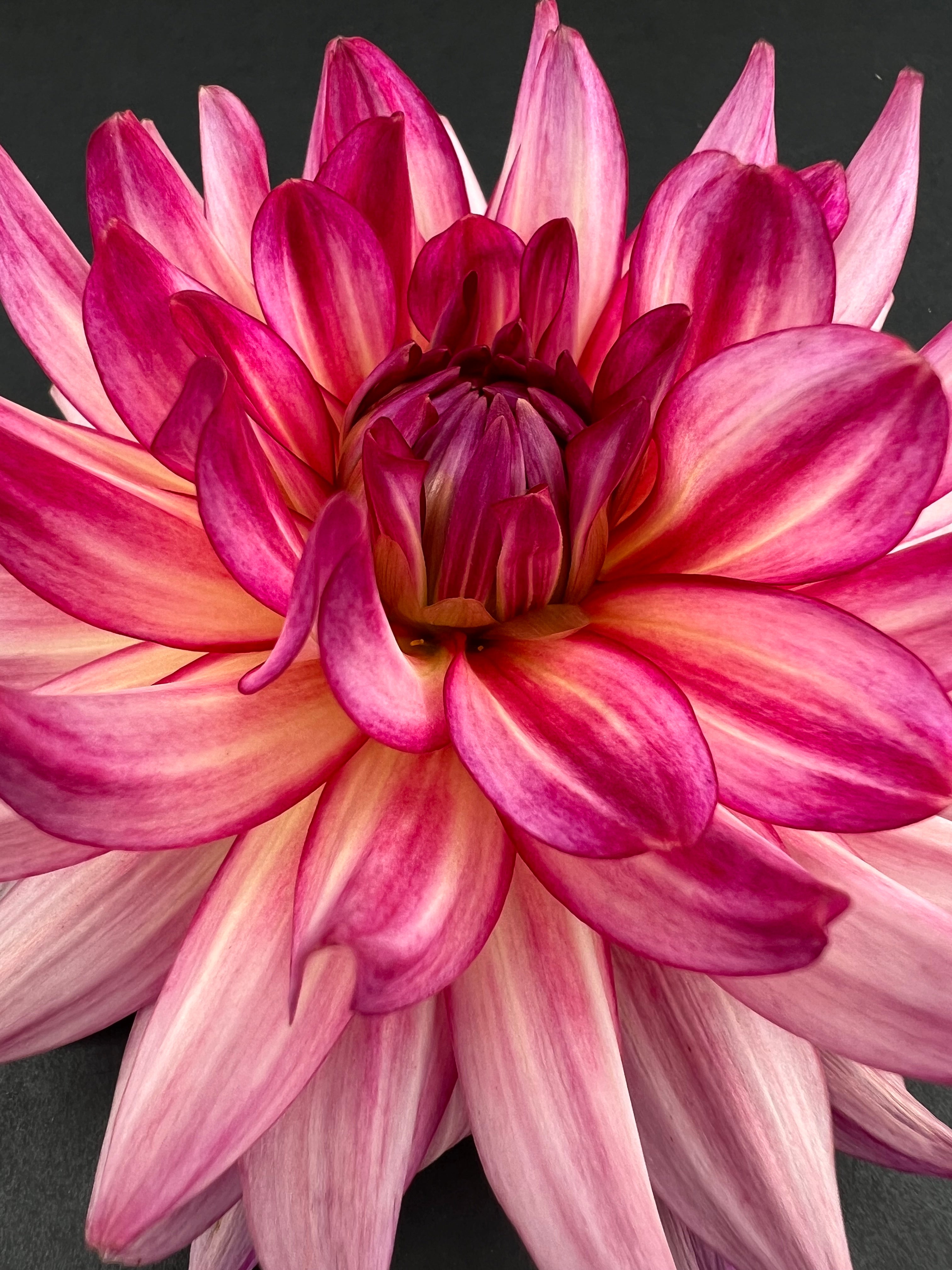 glamour girl dahlia bloom with vibrant pink-dark pink petals, grown from high-quality tubers for sale