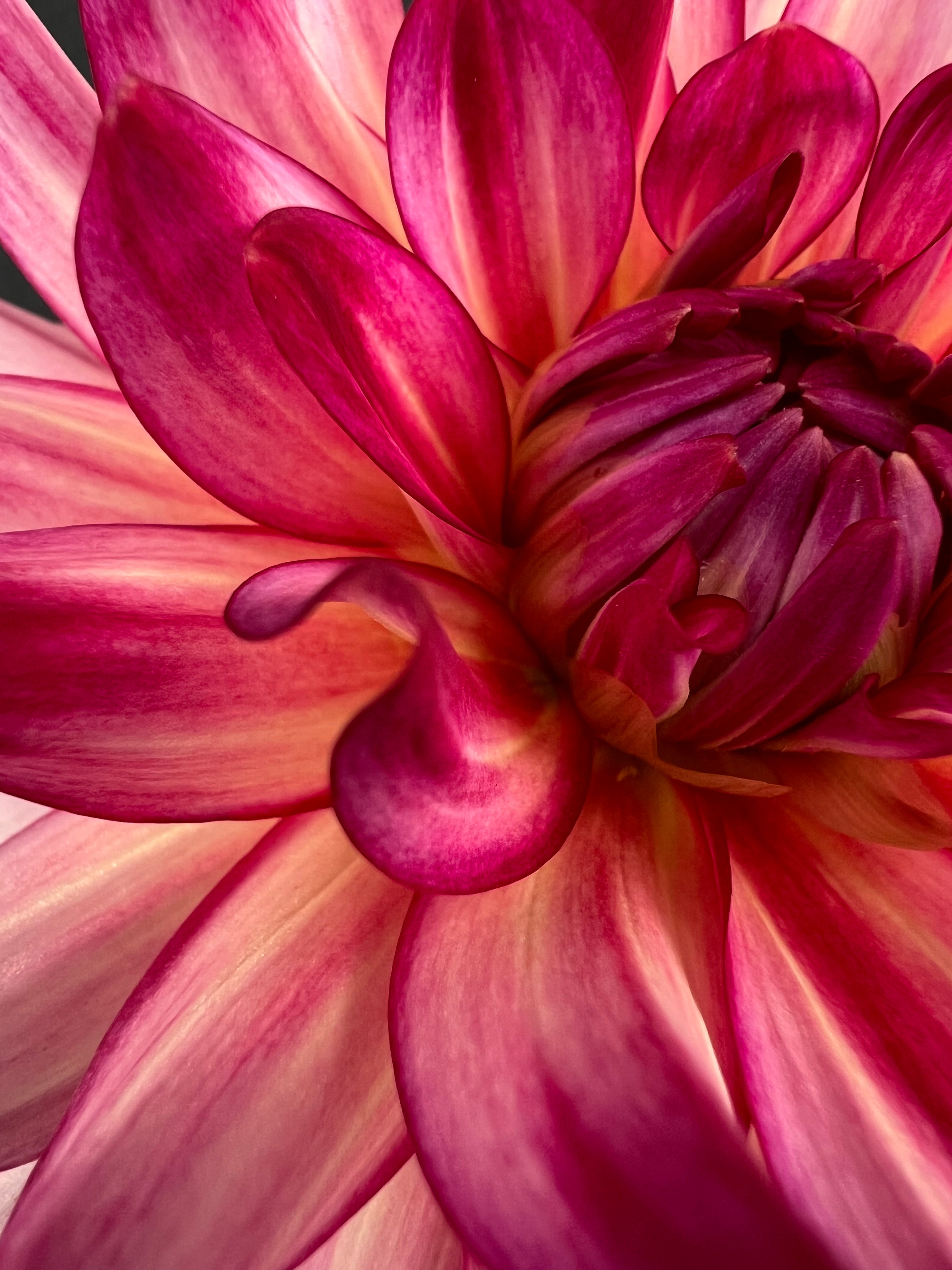 glamour girl dahlia bloom with vibrant pink-dark pink petals, grown from high-quality tubers for sale