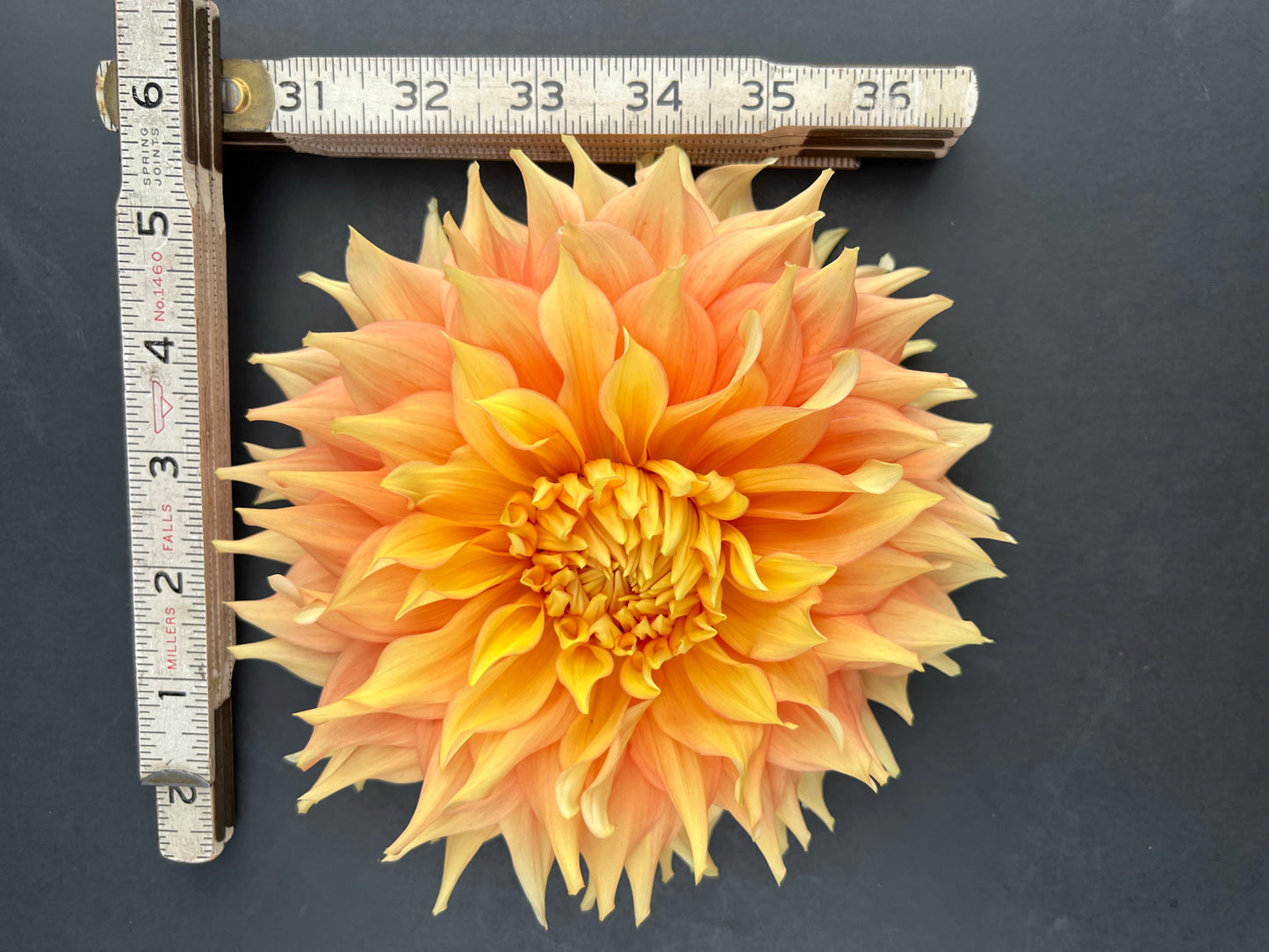 harry meggos dahlia bloom with vibrant orange-peach-yellow petals, grown from high-quality tubers for sale