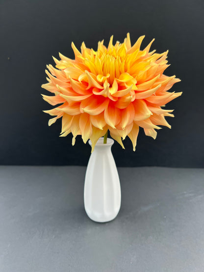 harry meggos dahlia bloom with vibrant orange-peach-yellow petals, grown from high-quality tubers for sale