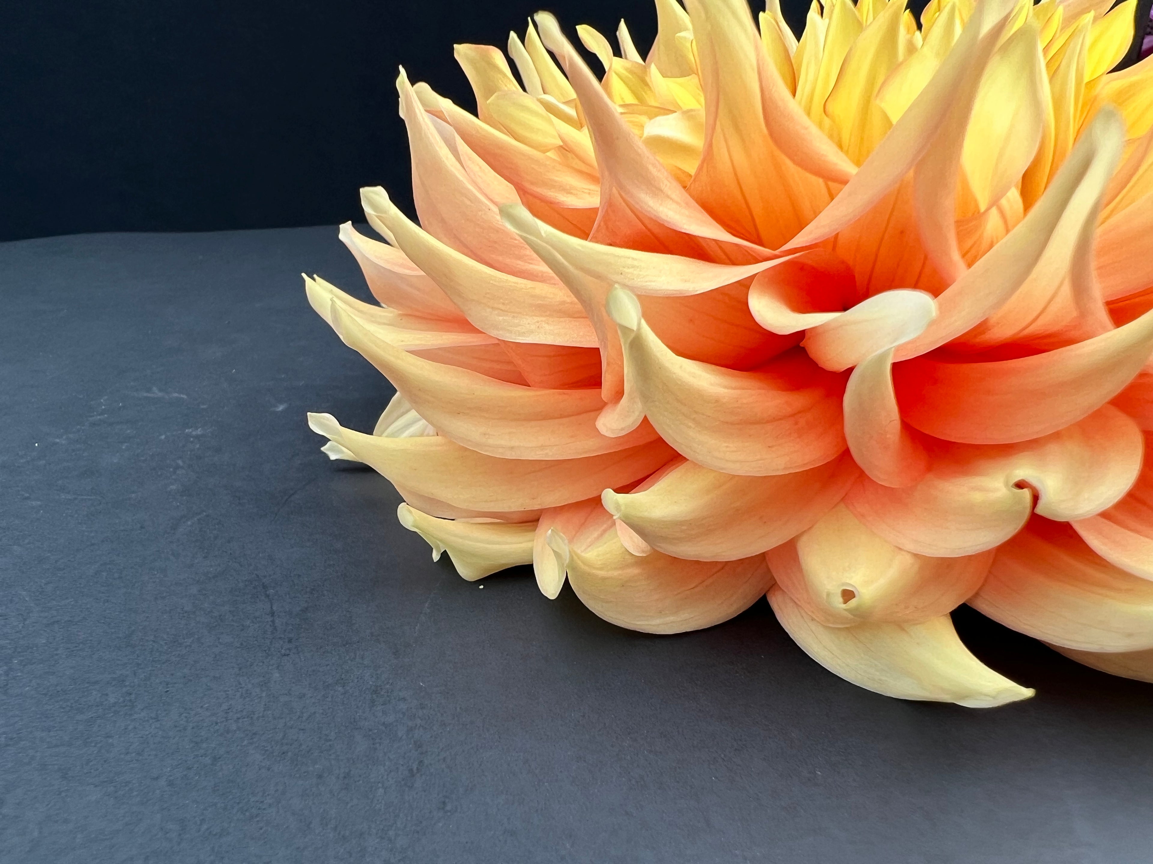 harry meggos dahlia bloom with vibrant orange-peach-yellow petals, grown from high-quality tubers for sale