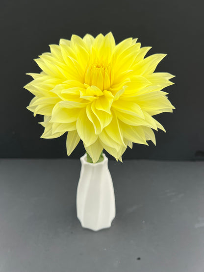 harvest moonlight dahlia bloom with vibrant yellow petals, grown from high-quality tubers for sale