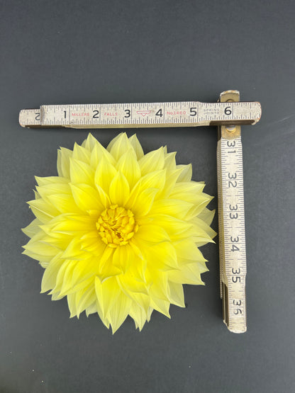 harvest moonlight dahlia bloom with vibrant yellow petals, grown from high-quality tubers for sale