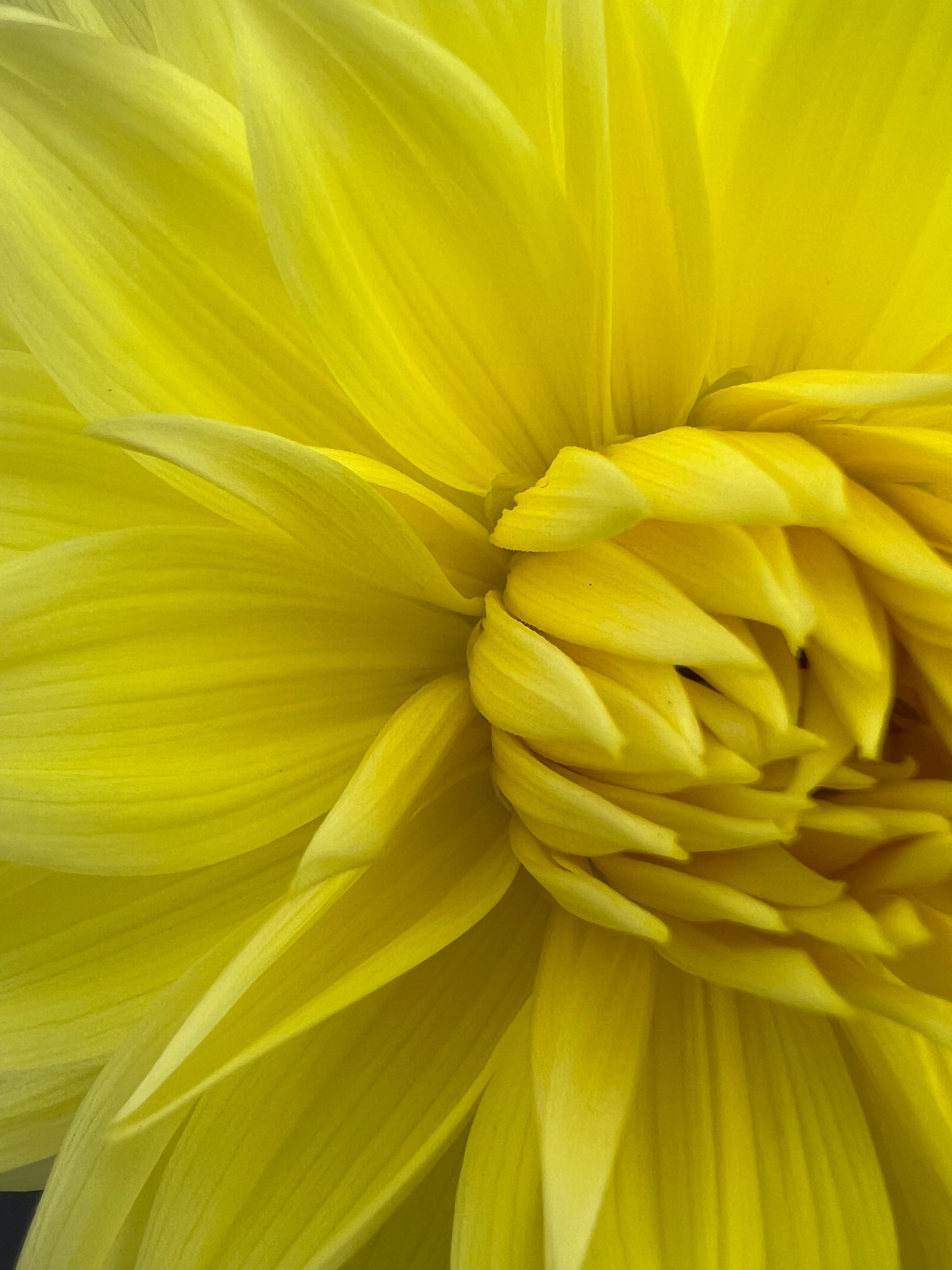 harvest moonlight dahlia bloom with vibrant yellow petals, grown from high-quality tubers for sale