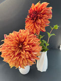 harvey koop dahlia bloom with vibrant orange-red petals, grown from high-quality tubers for sale