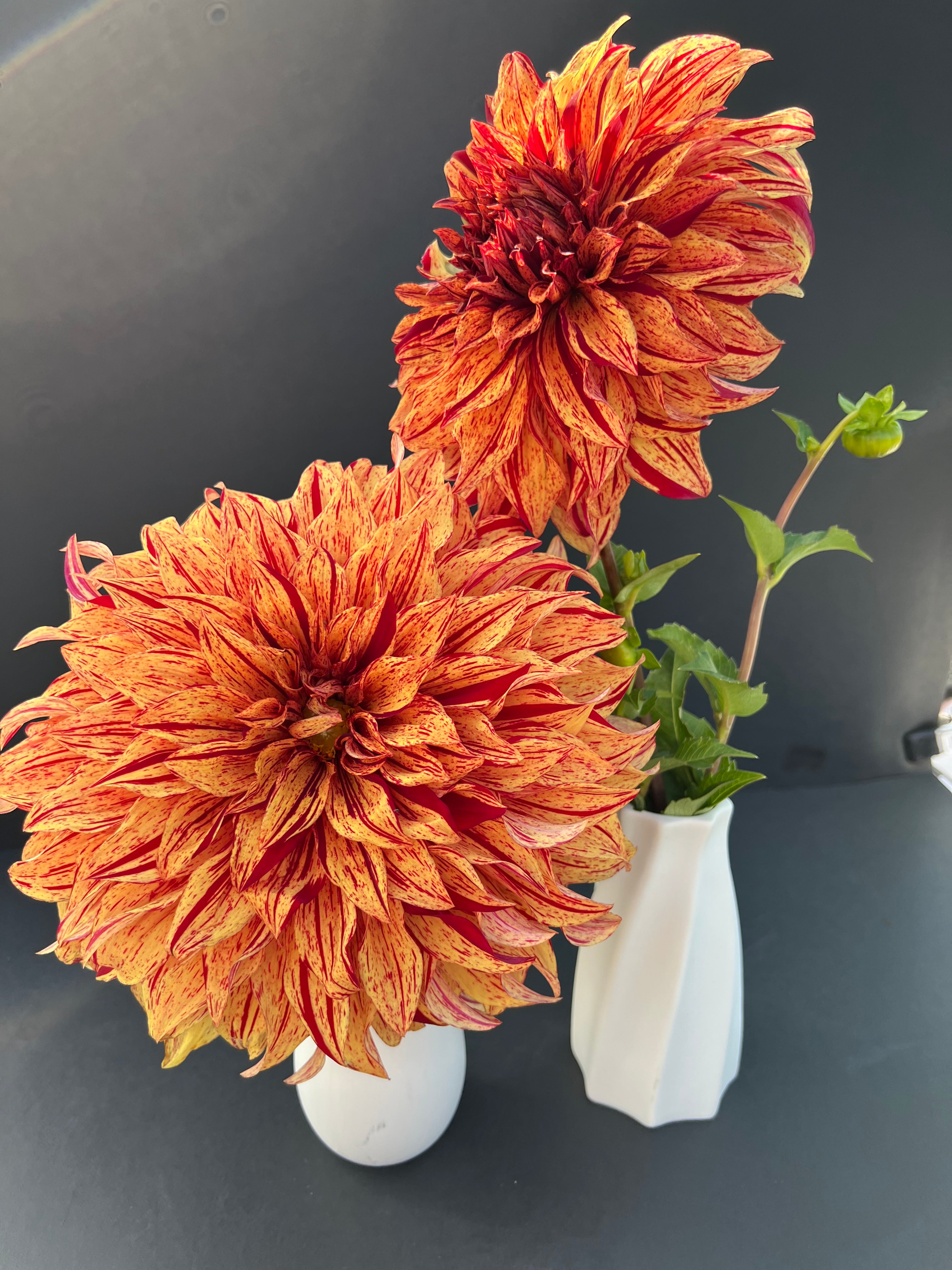 harvey koop dahlia bloom with vibrant orange-red petals, grown from high-quality tubers for sale