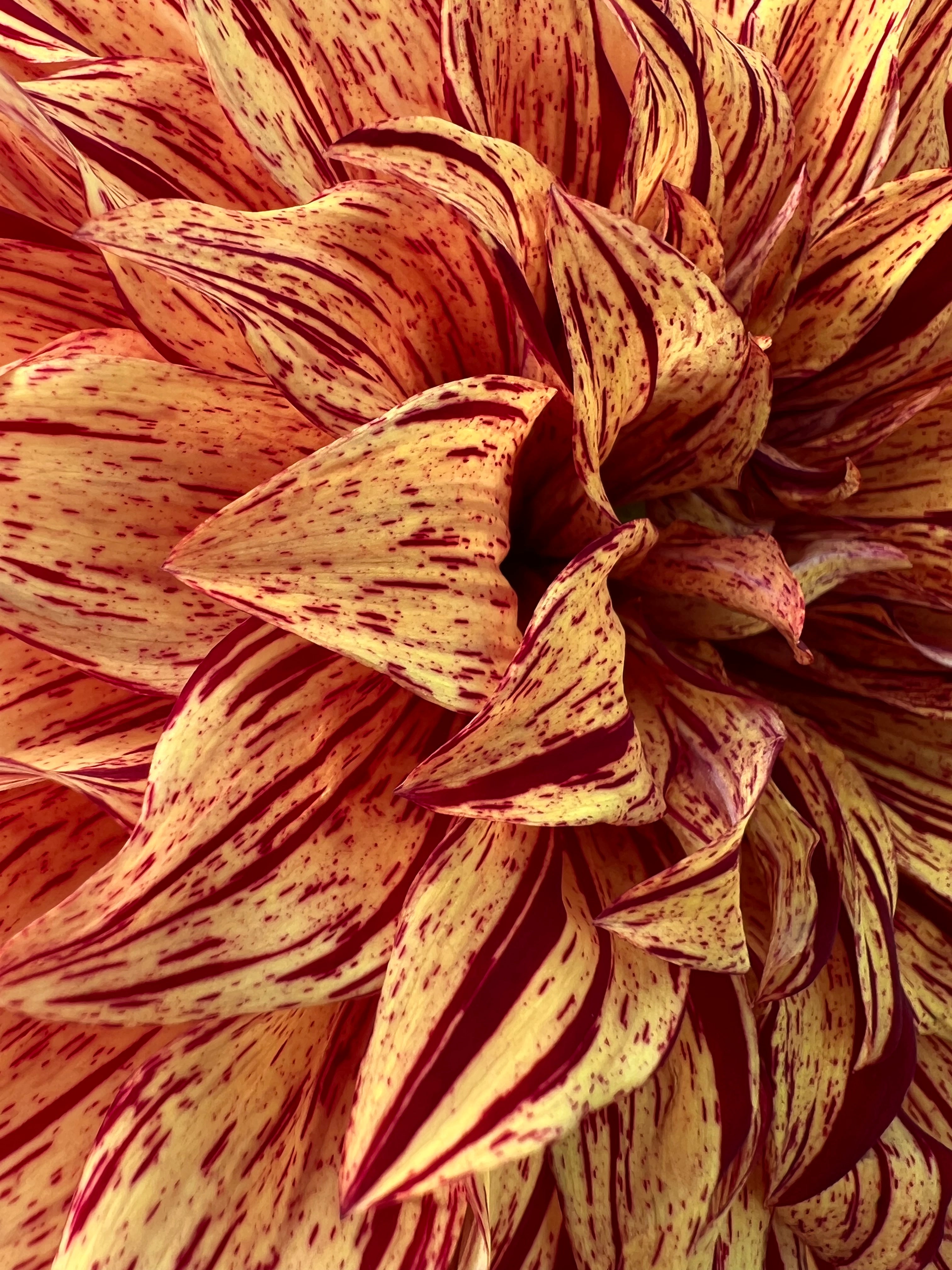 harvey koop dahlia bloom with vibrant orange-red petals, grown from high-quality tubers for sale