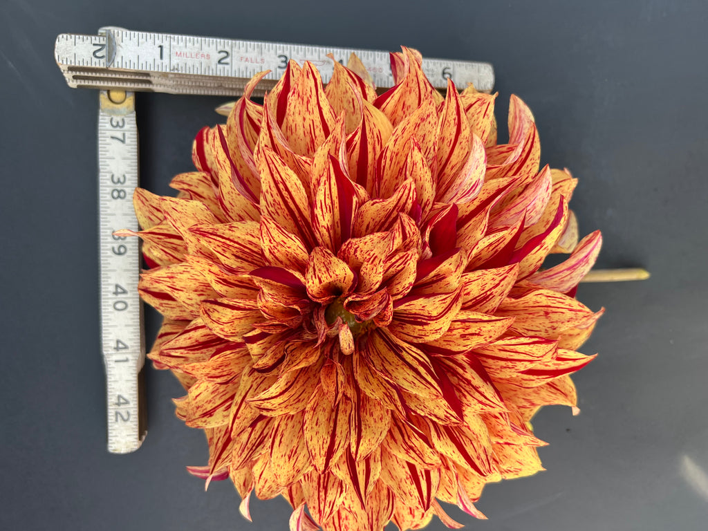 harvey koop dahlia bloom with vibrant orange-red petals, grown from high-quality tubers for sale