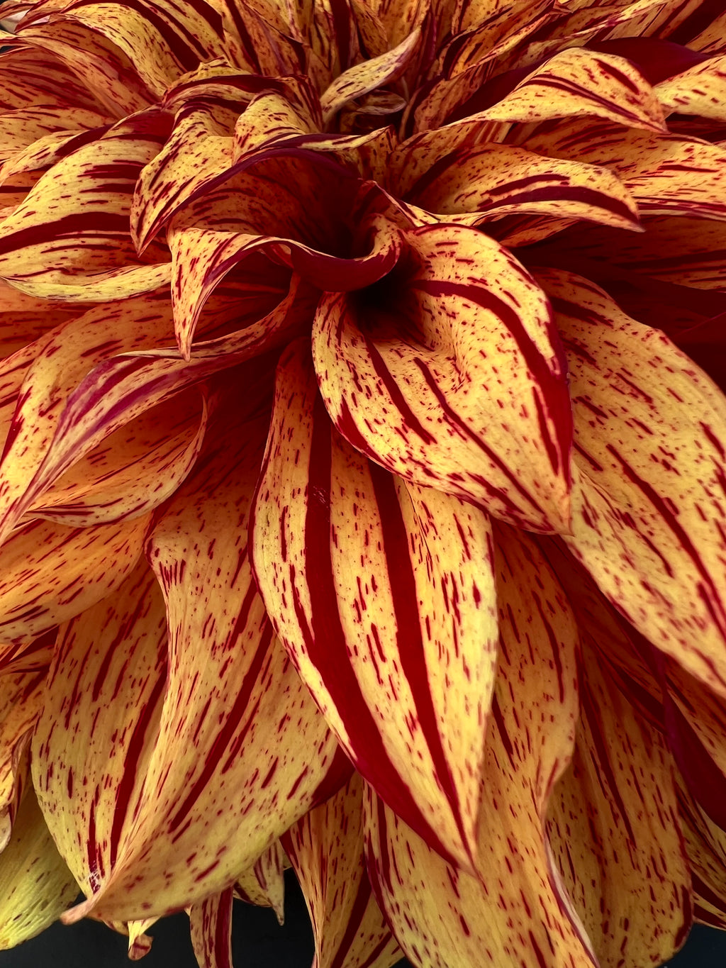 harvey koop dahlia bloom with vibrant orange-red petals, grown from high-quality tubers for sale