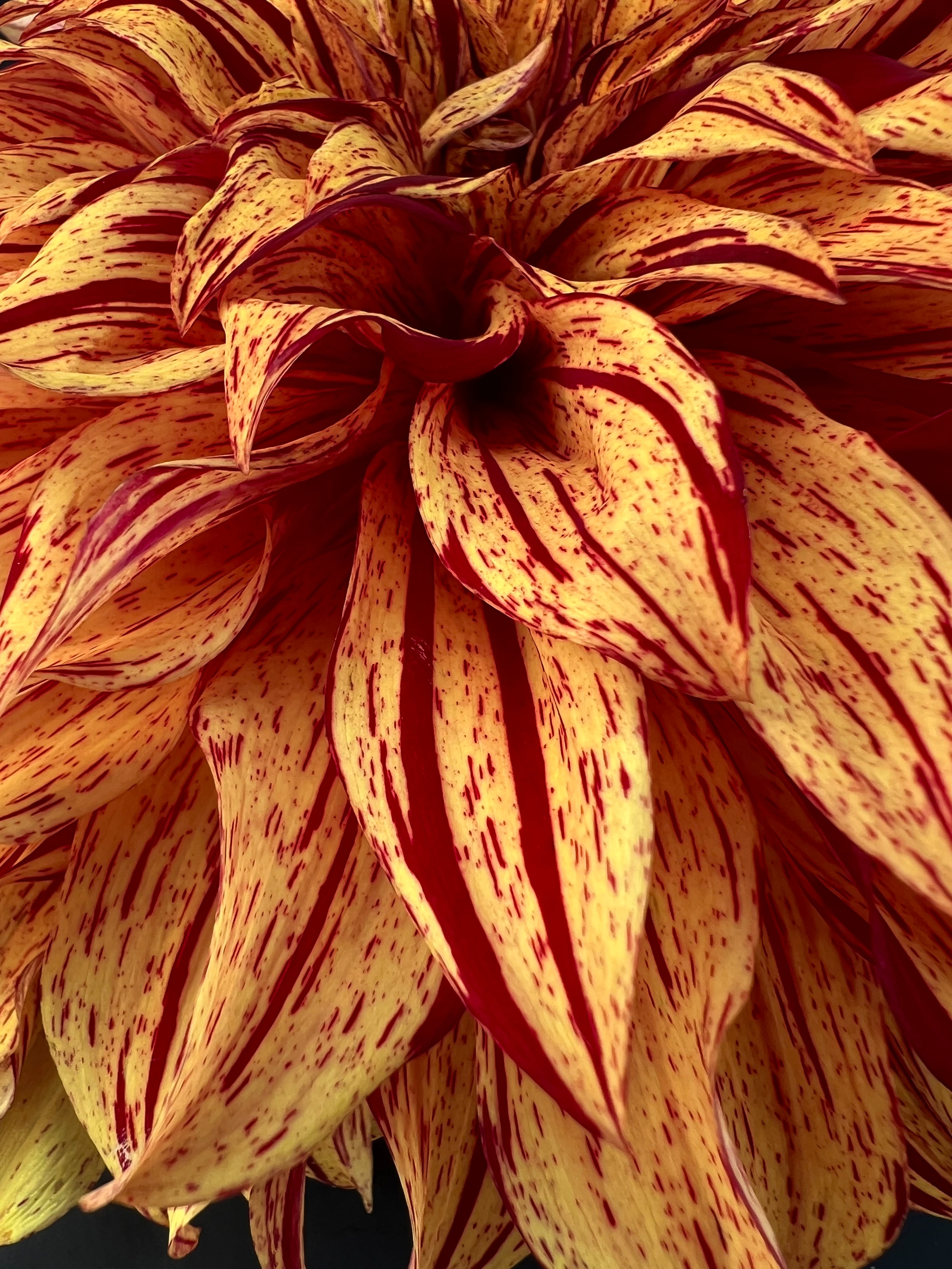 harvey koop dahlia bloom with vibrant orange-red petals, grown from high-quality tubers for sale