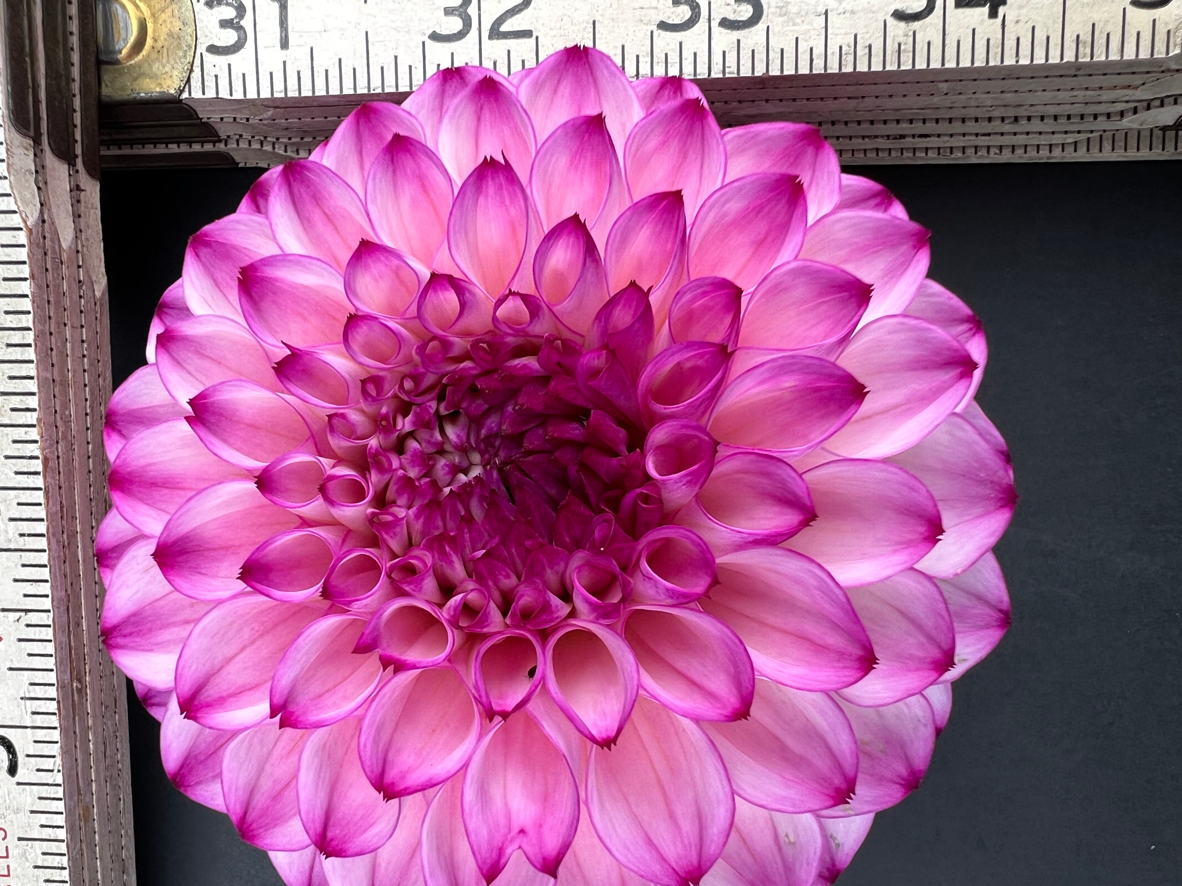 hilltop glo dahlia bloom with vibrant pink-dark pink-purple petals, grown from high-quality tubers for sale