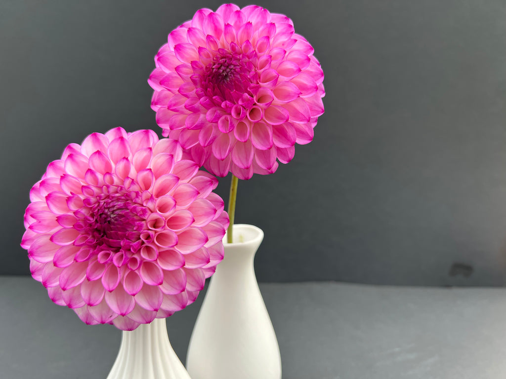 hilltop glo dahlia bloom with vibrant pink-dark pink-purple petals, grown from high-quality tubers for sale