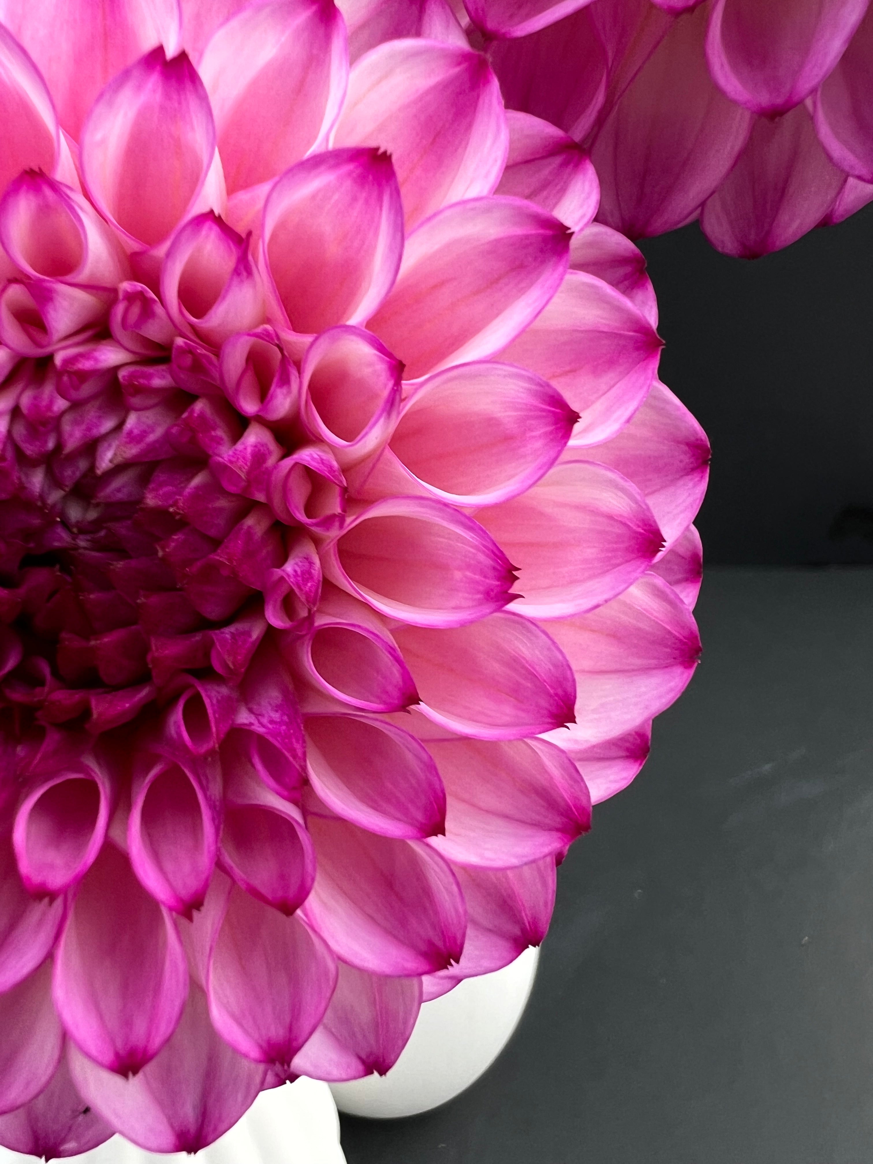 hilltop glo dahlia bloom with vibrant pink-dark pink-purple petals, grown from high-quality tubers for sale