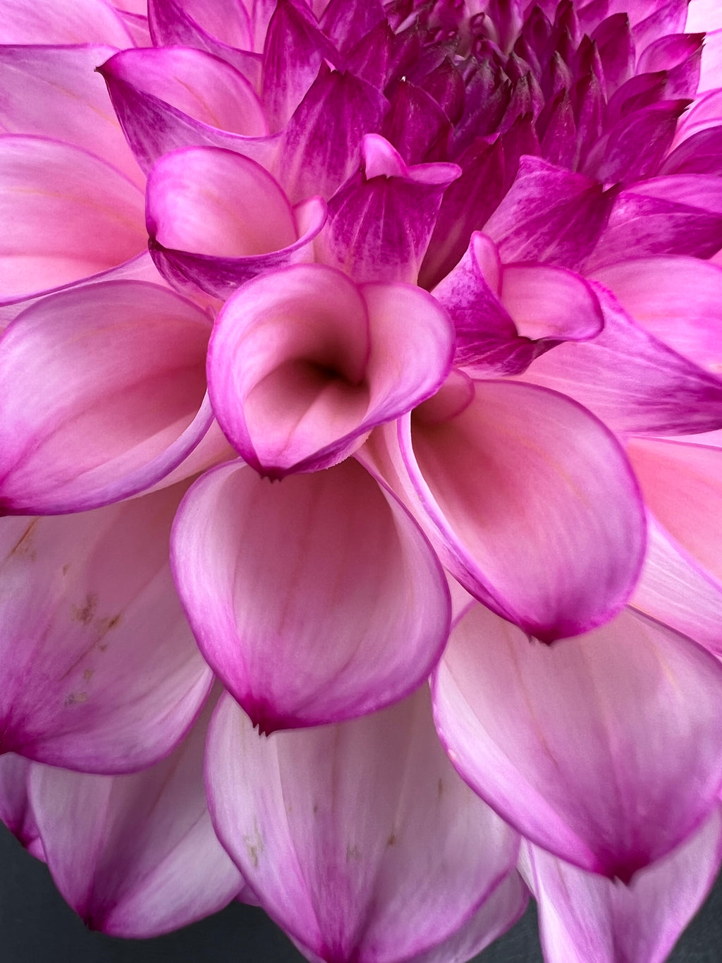hilltop glo dahlia bloom with vibrant pink-dark pink-purple petals, grown from high-quality tubers for sale