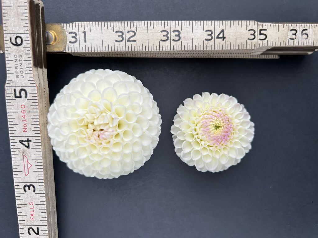 hollyhill miss white dahlia bloom with vibrant white petals, grown from high-quality tubers for sale