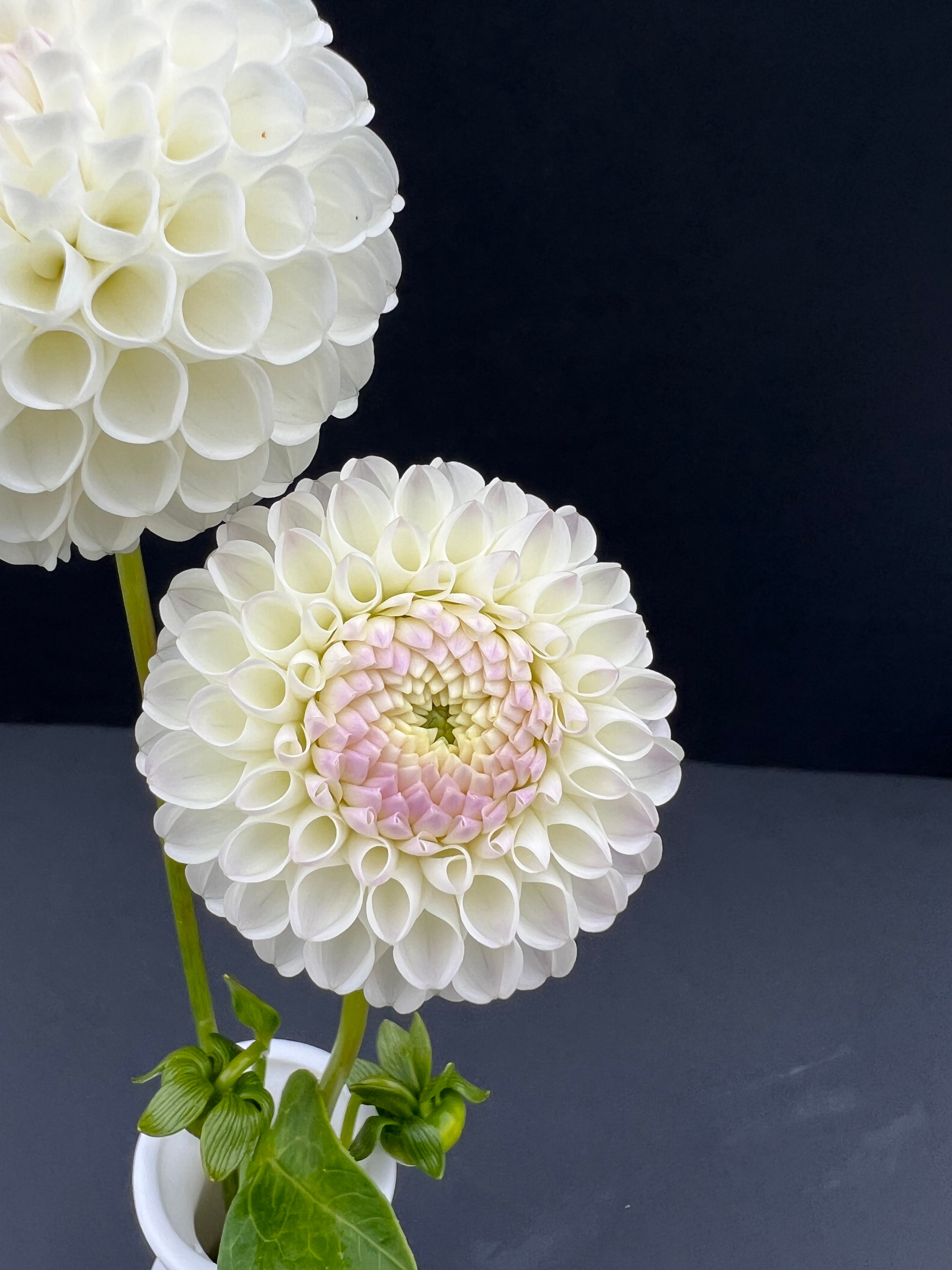 hollyhill miss white dahlia bloom with vibrant white petals, grown from high-quality tubers for sale