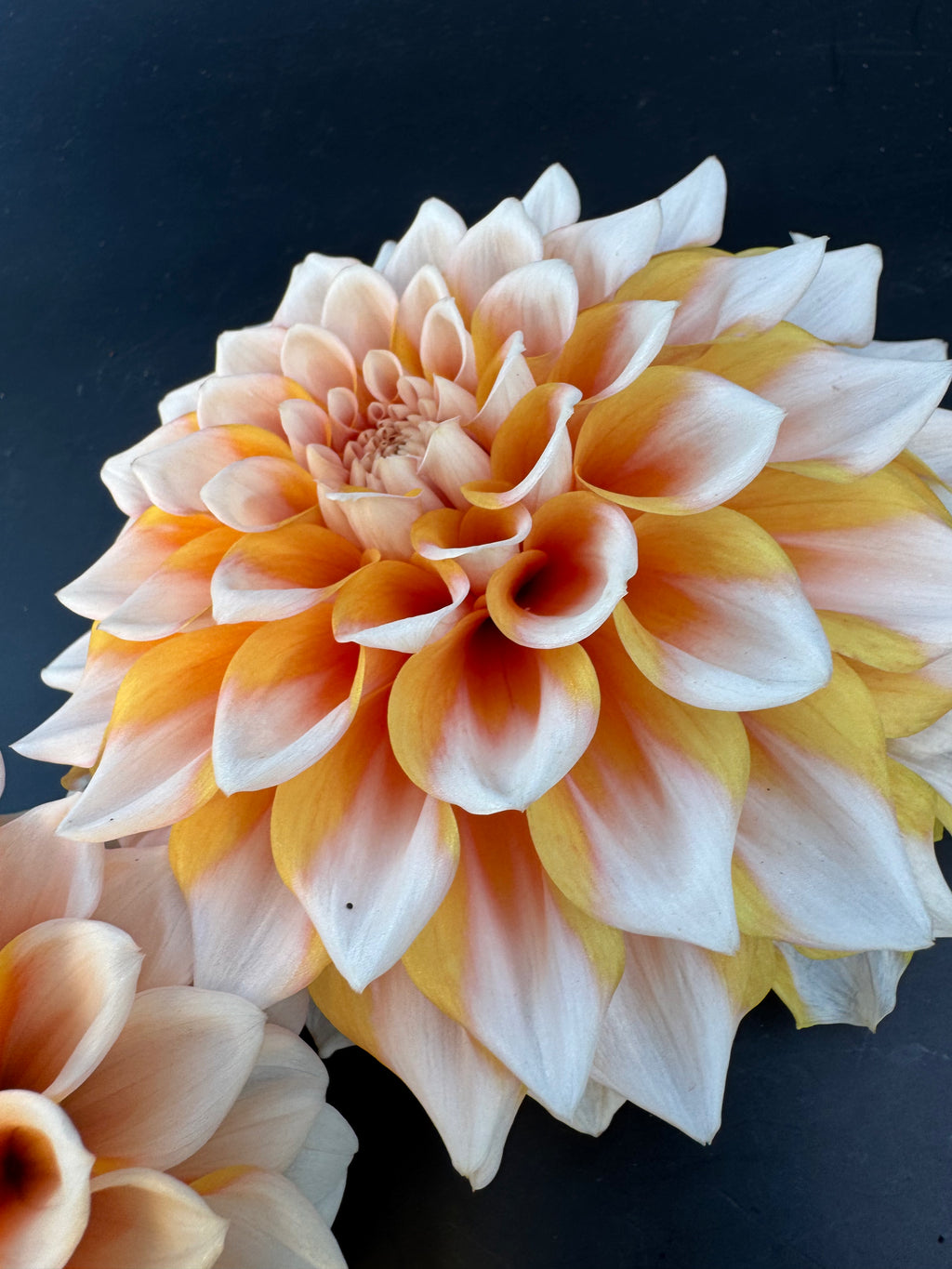 Hollyhill Orange Ice - Dahlia