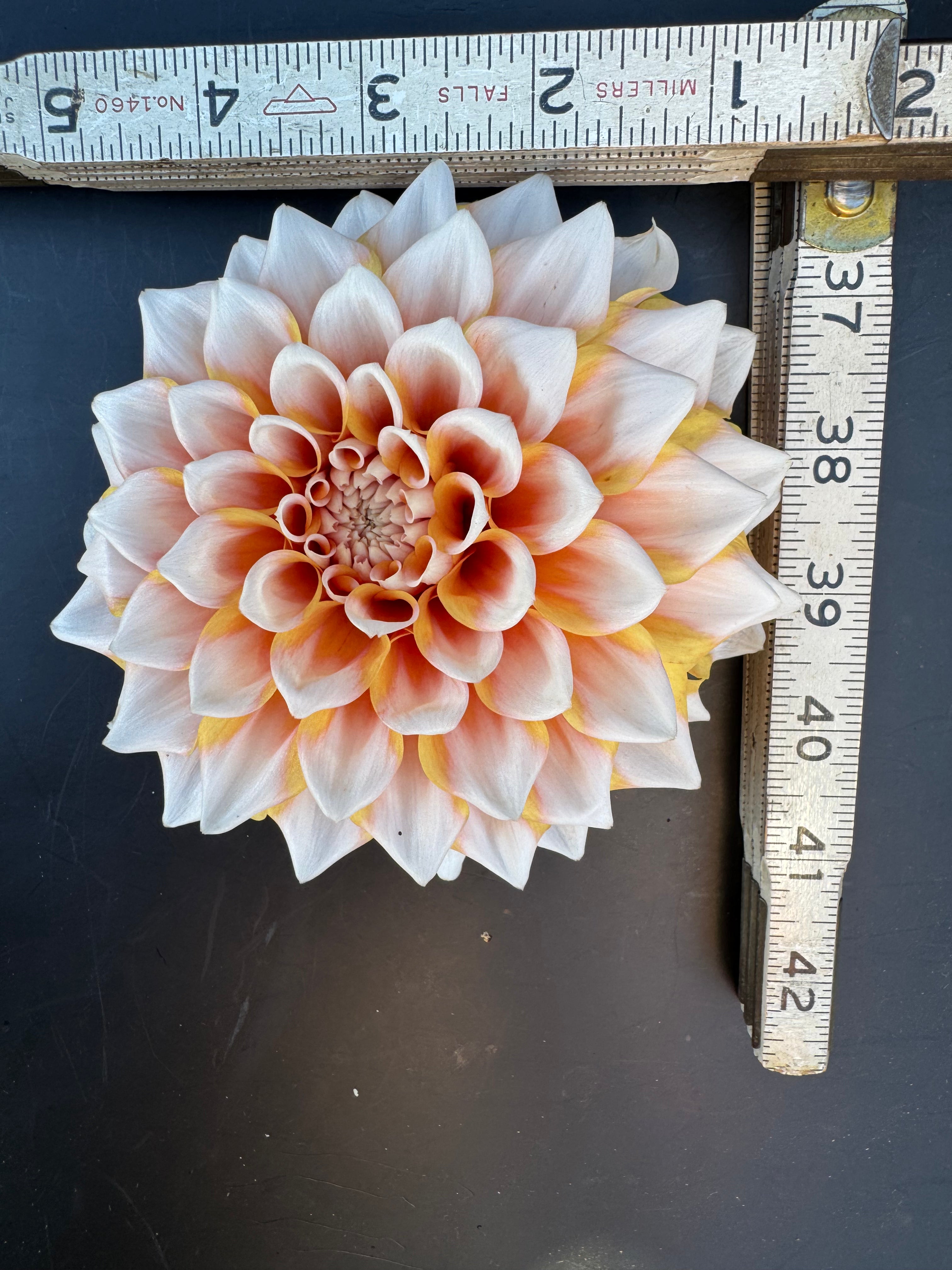 Hollyhill Orange Ice - Dahlia