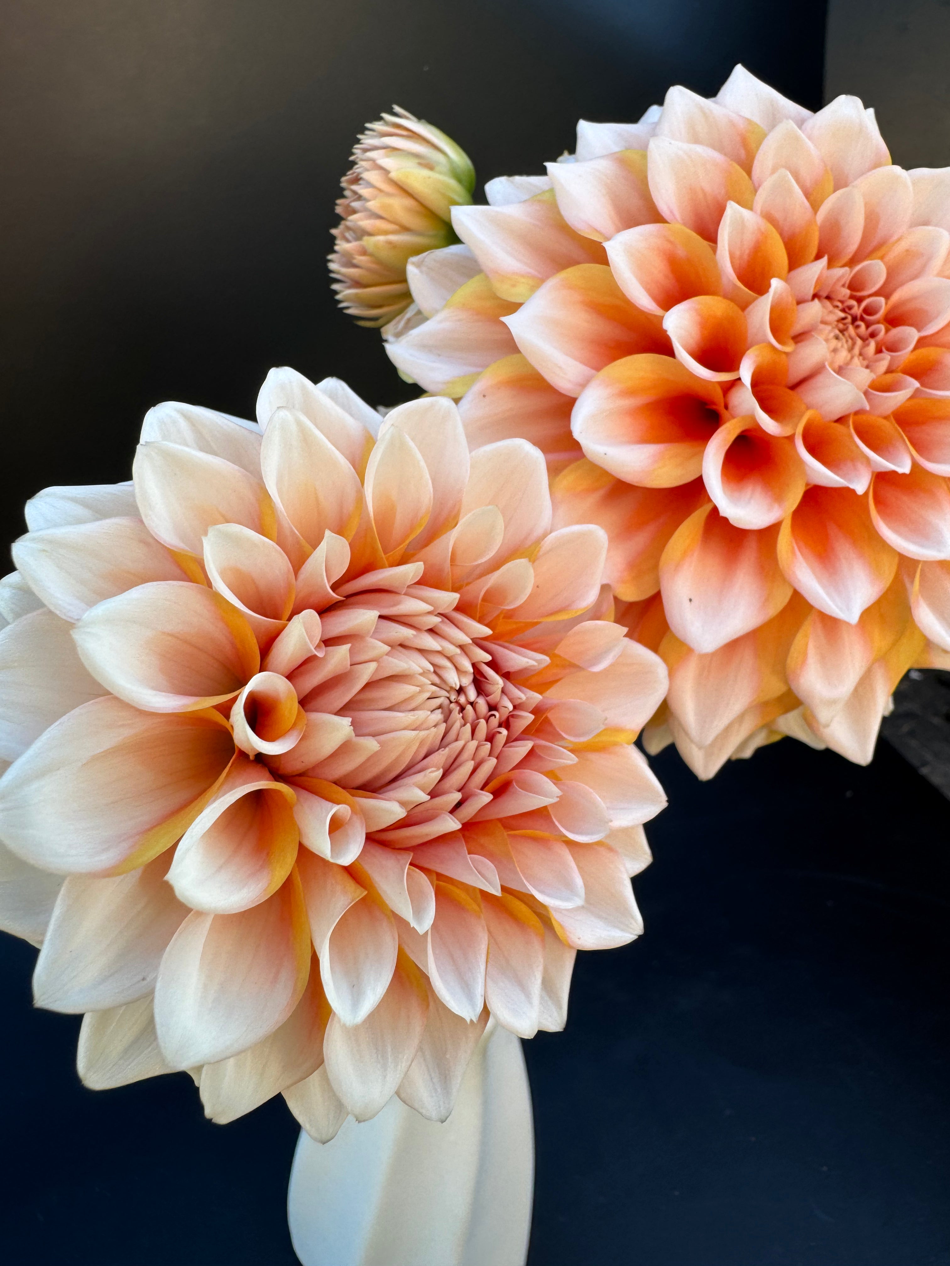 Hollyhill Orange Ice - Dahlia
