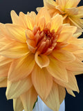 honeymoon dahlia bloom with vibrant yellow petals, grown from high-quality tubers for sale