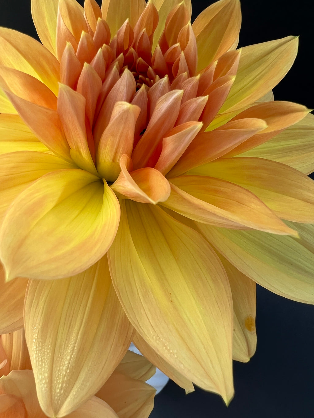 honeymoon dahlia bloom with vibrant yellow petals, grown from high-quality tubers for sale