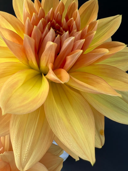 honeymoon dahlia bloom with vibrant yellow petals, grown from high-quality tubers for sale