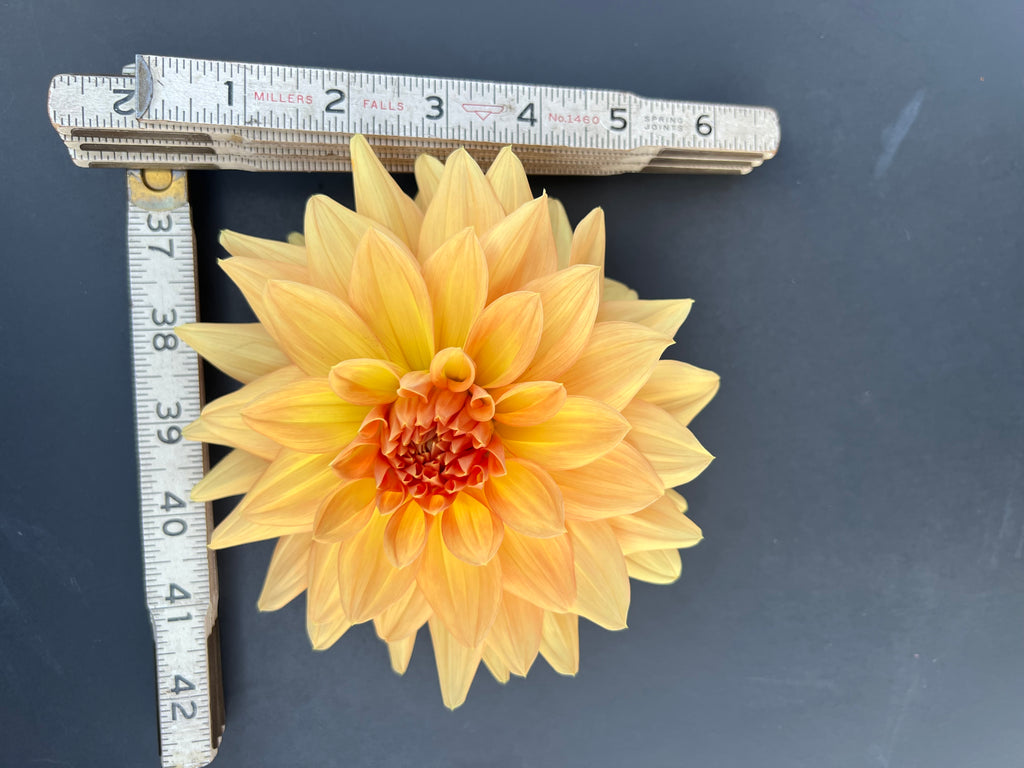 honeymoon dahlia bloom with vibrant yellow petals, grown from high-quality tubers for sale