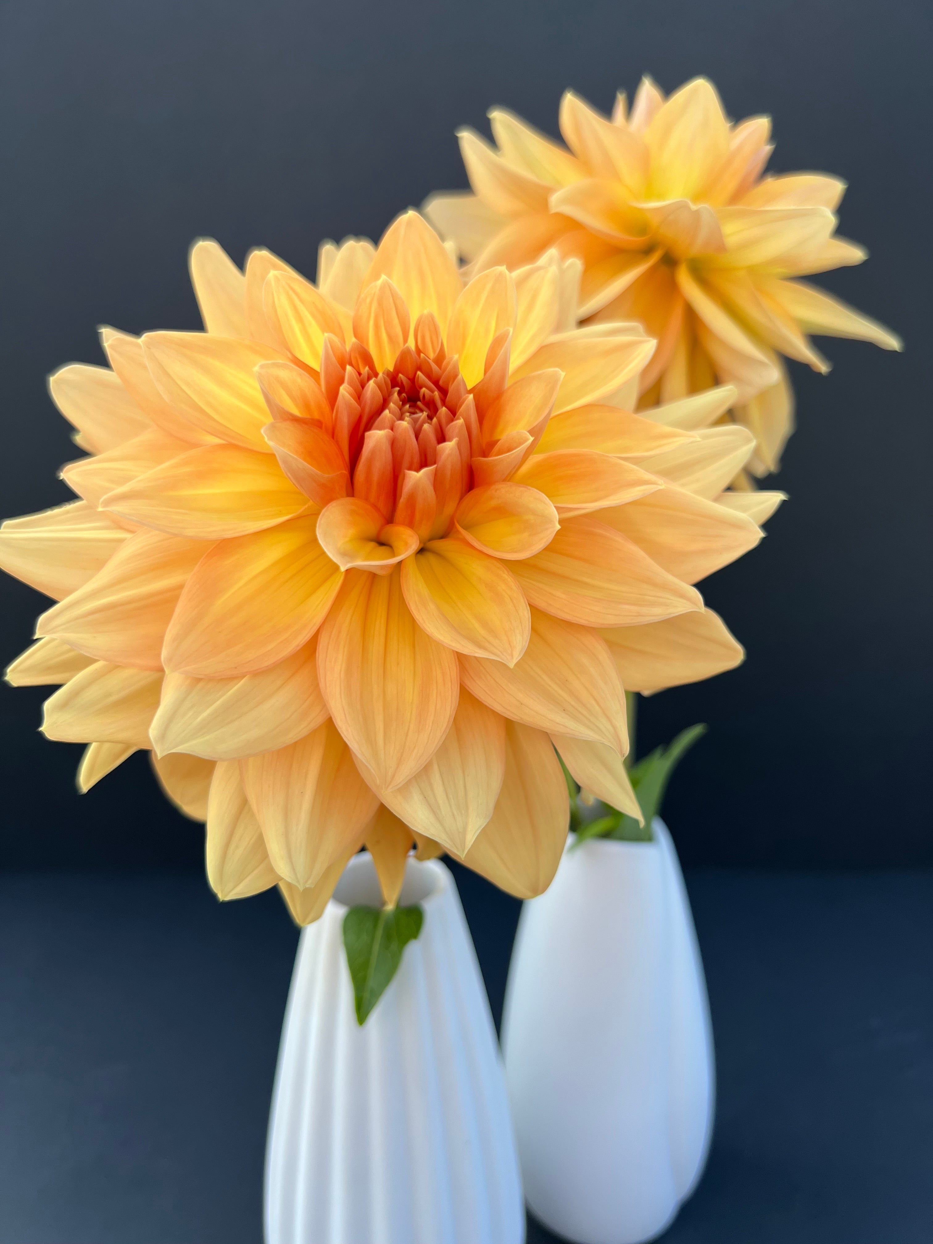 honeymoon dahlia bloom with vibrant yellow petals, grown from high-quality tubers for sale