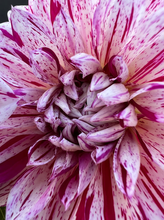 hulins carnival dahlia bloom with vibrant white-pink petals, grown from high-quality tubers for sale