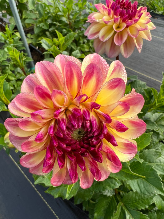 hy clown dahlia bloom with vibrant pink-yellow petals, grown from high-quality tubers for sale
