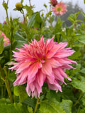 Penhill Watermelon - Dahlia