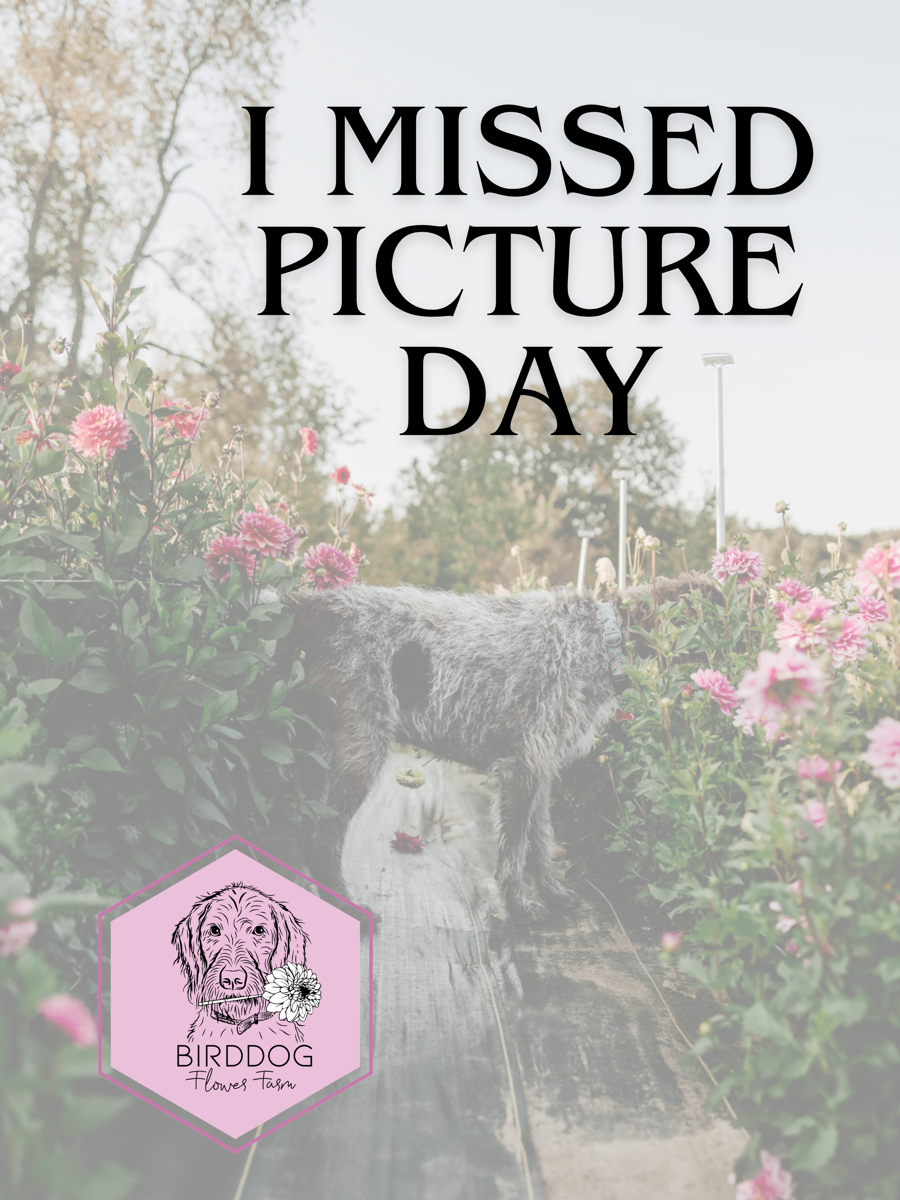 Night Silence - Dahlia