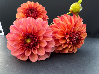 ice tea dahlia bloom with vibrant peach-pink-orange petals, grown from high-quality tubers for sale