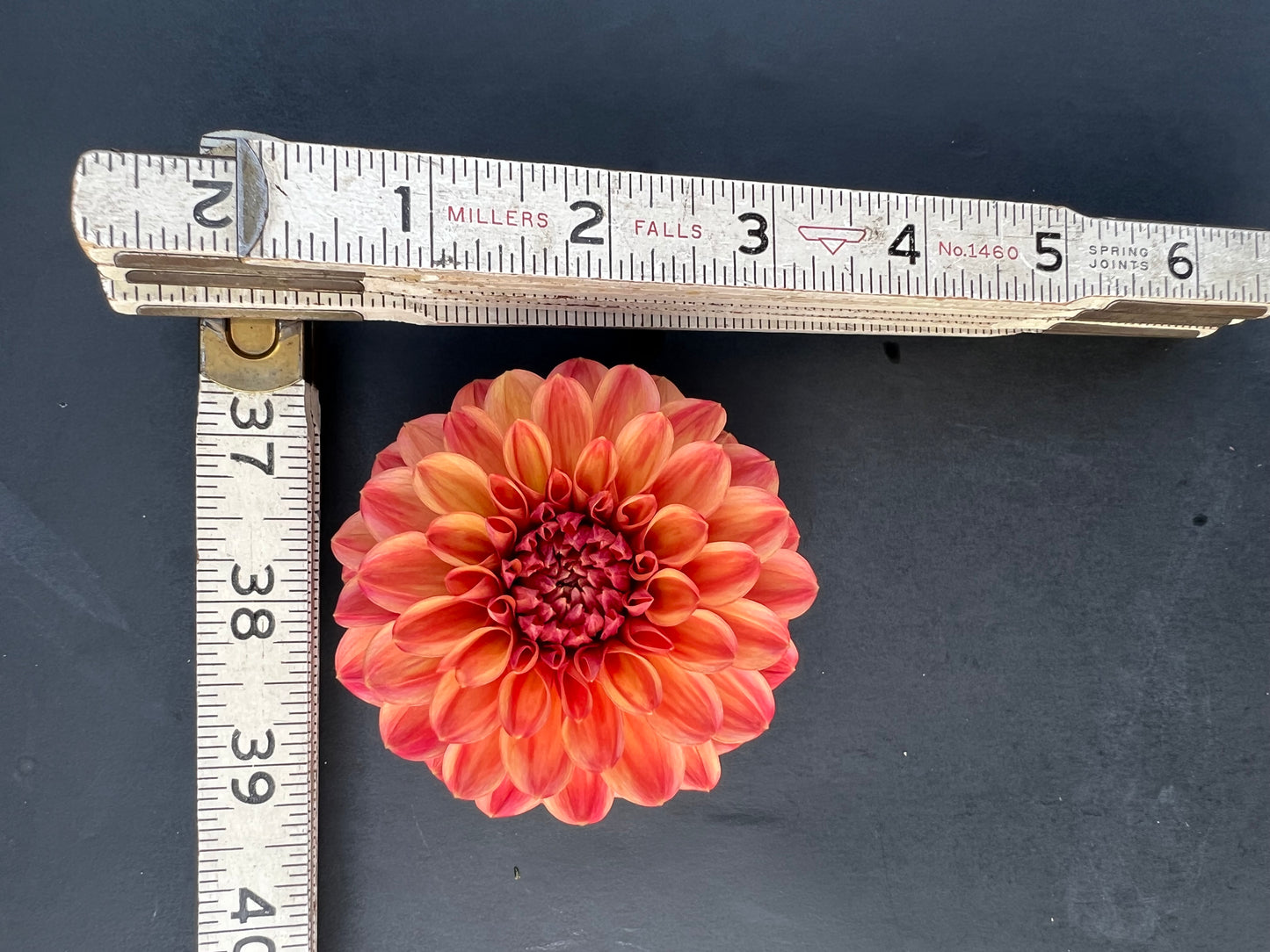 ice tea dahlia bloom with vibrant peach-pink-orange petals, grown from high-quality tubers for sale