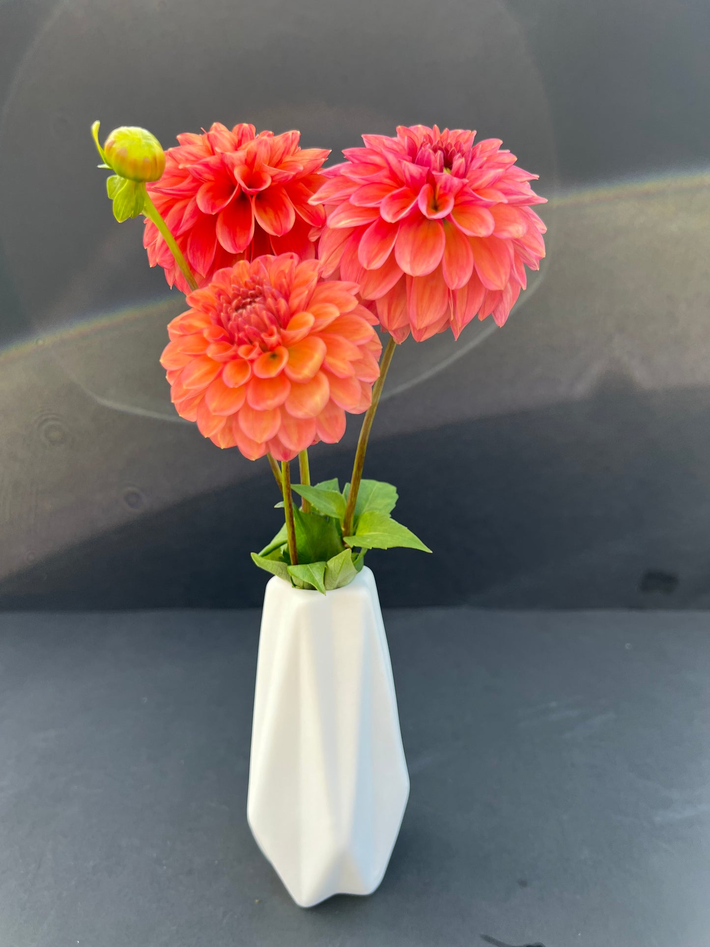 ice tea dahlia bloom with vibrant peach-pink-orange petals, grown from high-quality tubers for sale