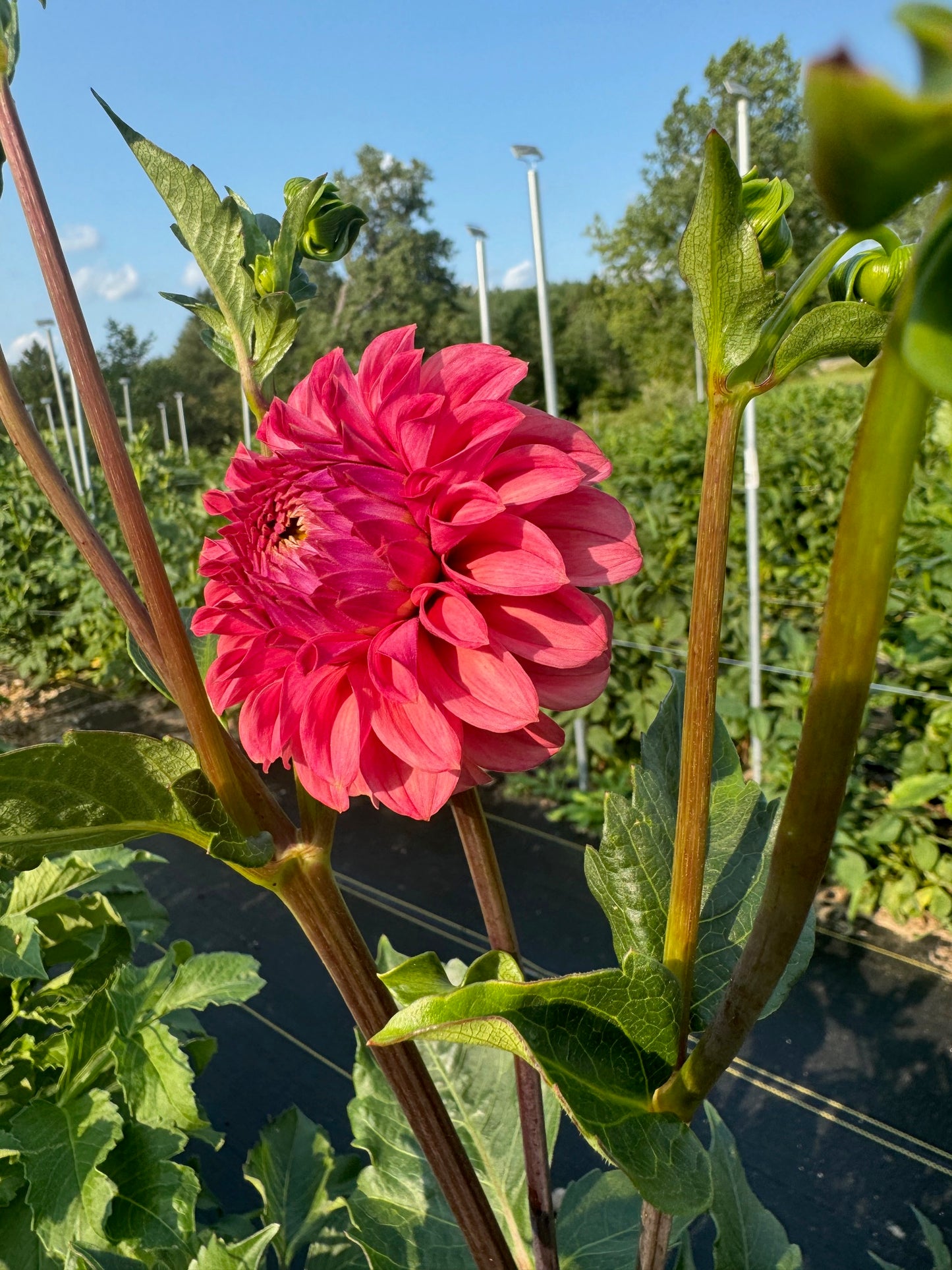 intrigue dahlia bloom with vibrant pink petals, grown from high-quality tubers for sale