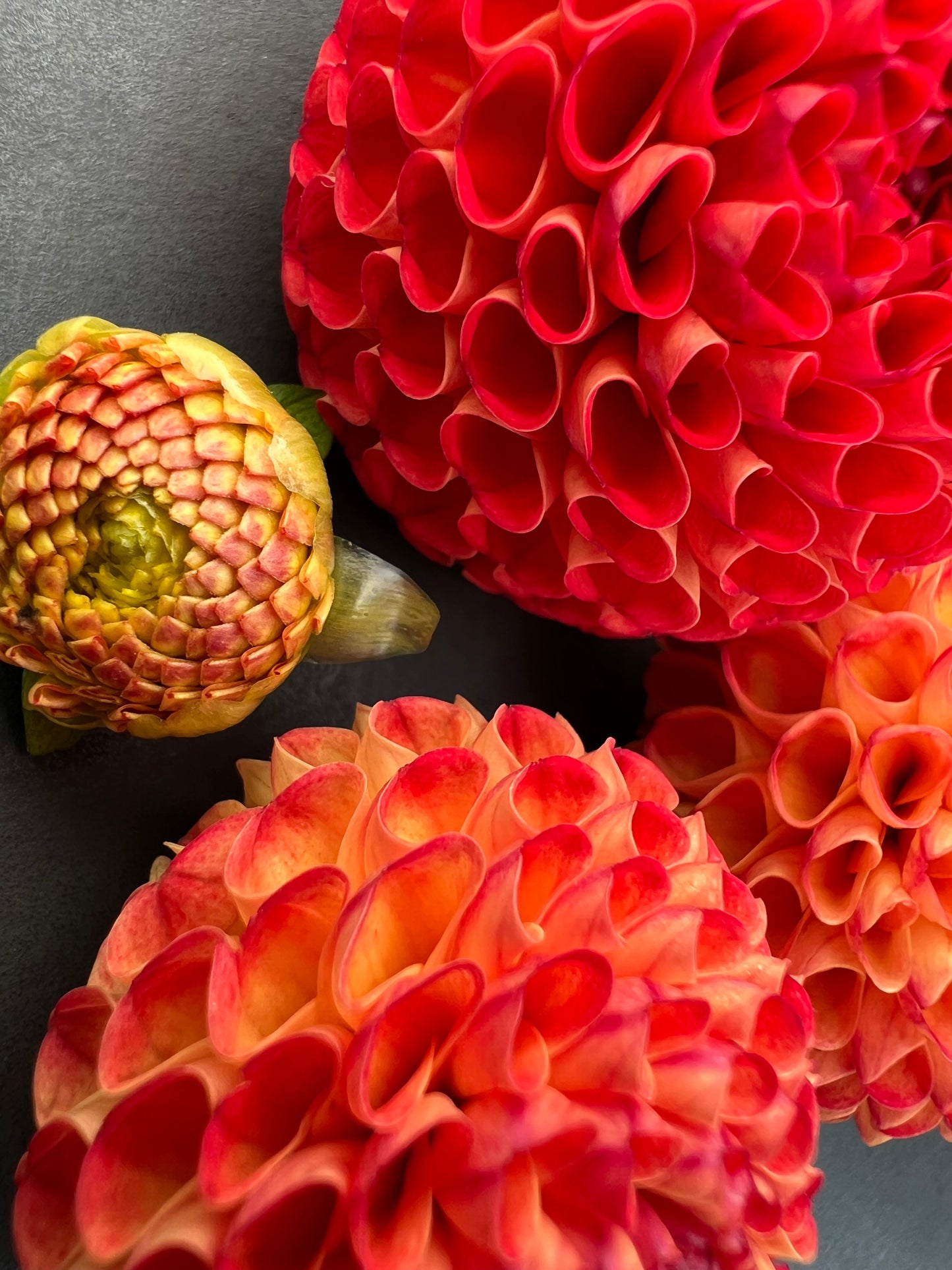 irish glow dahlia bloom with vibrant red petals, grown from high-quality tubers for sale