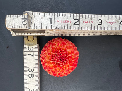 irish glow dahlia bloom with vibrant red petals, grown from high-quality tubers for sale