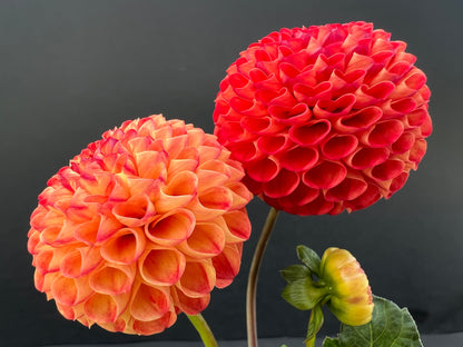 irish glow dahlia bloom with vibrant red petals, grown from high-quality tubers for sale