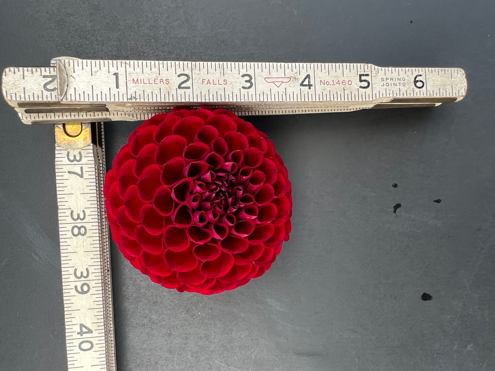 ivanetti dahlia bloom with vibrant red petals, grown from high-quality tubers for sale