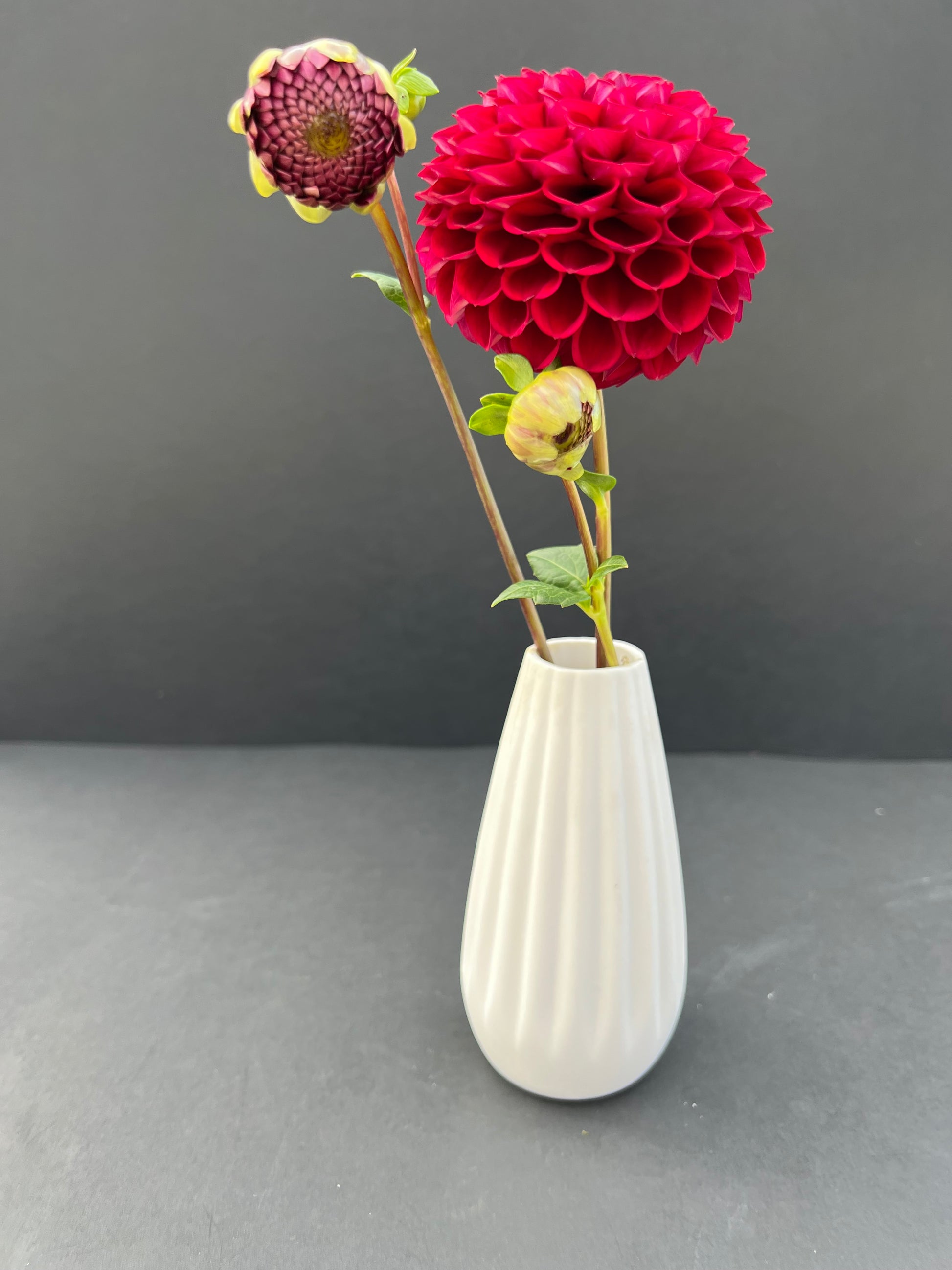 ivanetti dahlia bloom with vibrant red petals, grown from high-quality tubers for sale