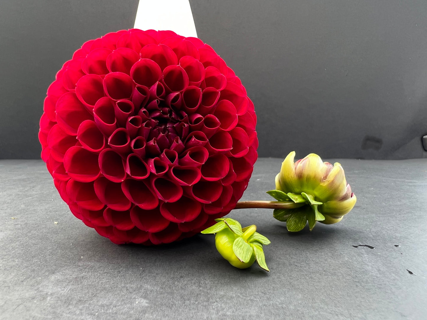 ivanetti dahlia bloom with vibrant red petals, grown from high-quality tubers for sale