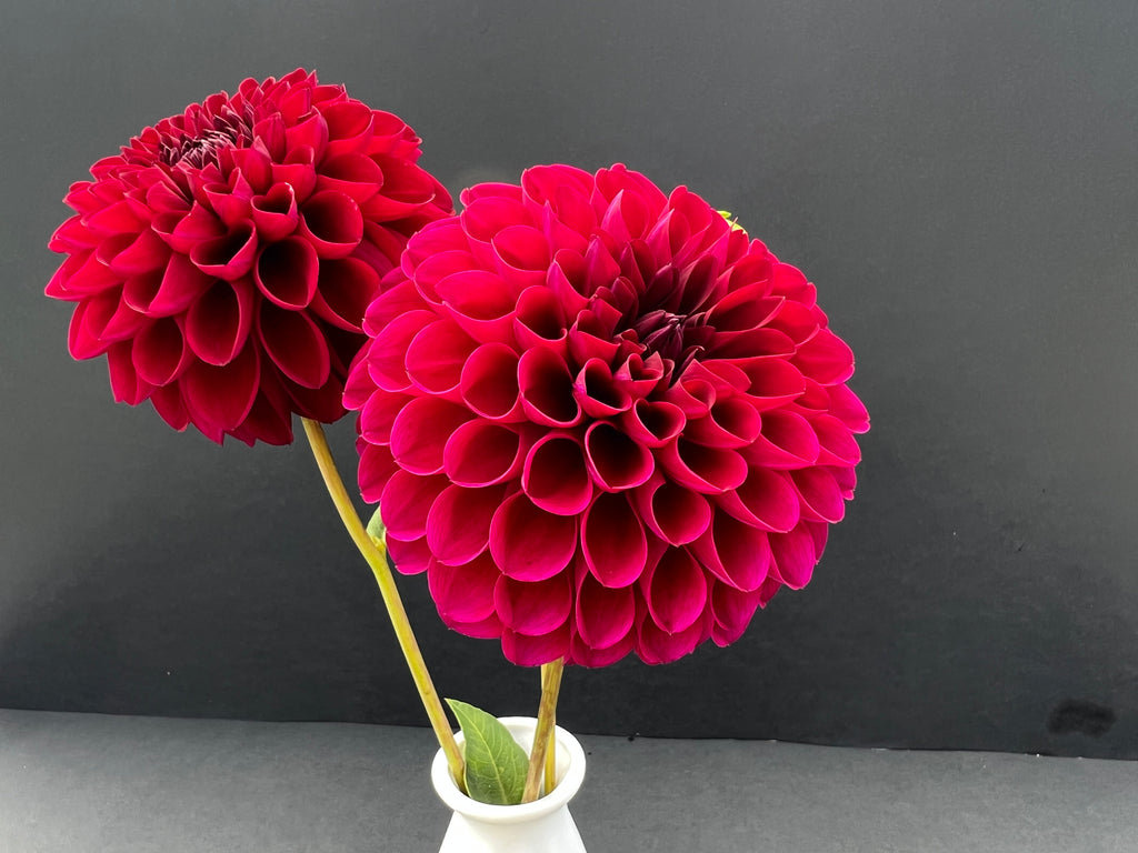 jessie g dahlia bloom with vibrant red petals, grown from high-quality tubers for sale