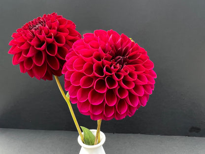 jessie g dahlia bloom with vibrant red petals, grown from high-quality tubers for sale