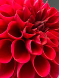 jessie g dahlia bloom with vibrant red petals, grown from high-quality tubers for sale