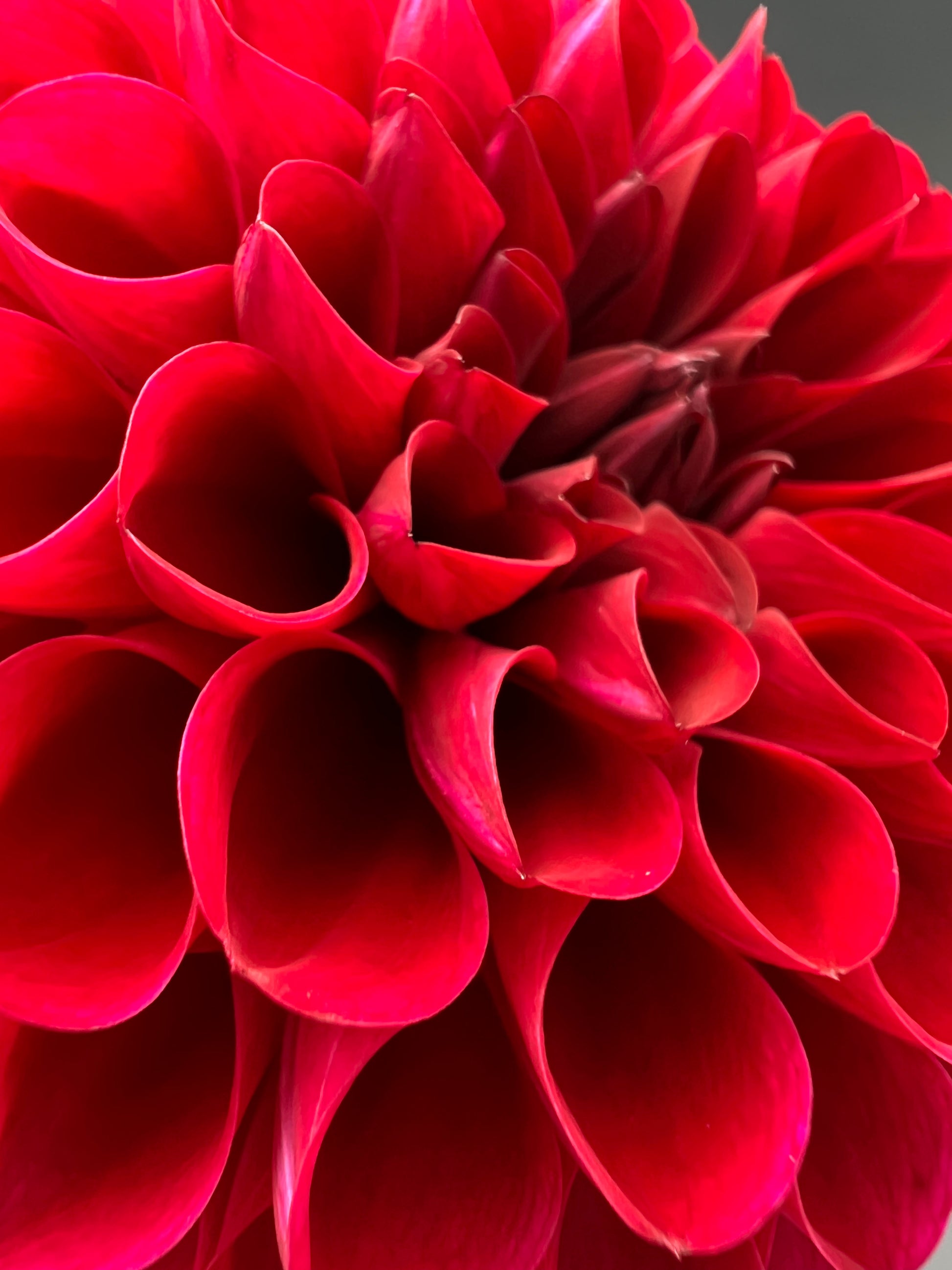 jessie g dahlia bloom with vibrant red petals, grown from high-quality tubers for sale