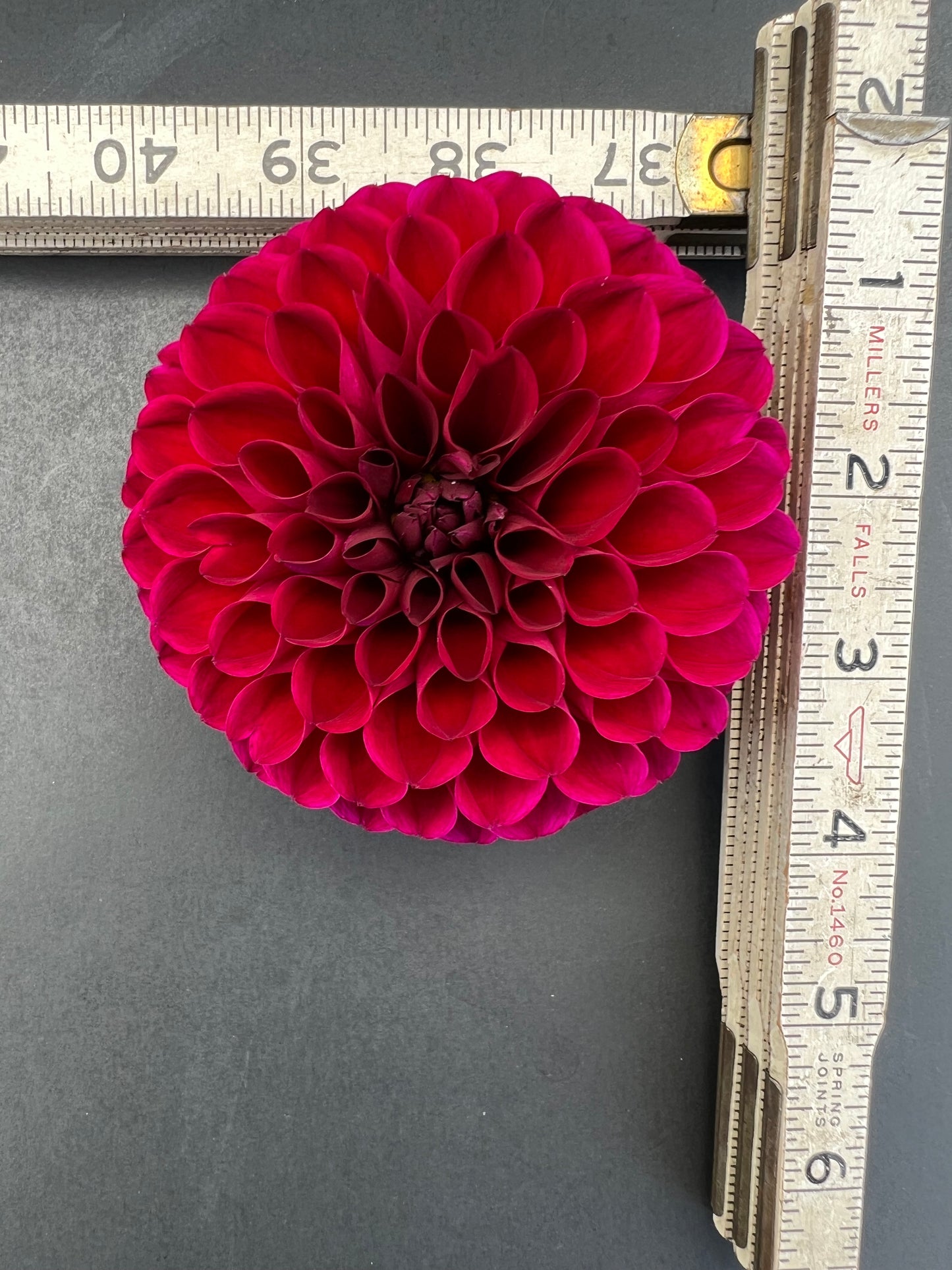 jessie g dahlia bloom with vibrant red petals, grown from high-quality tubers for sale