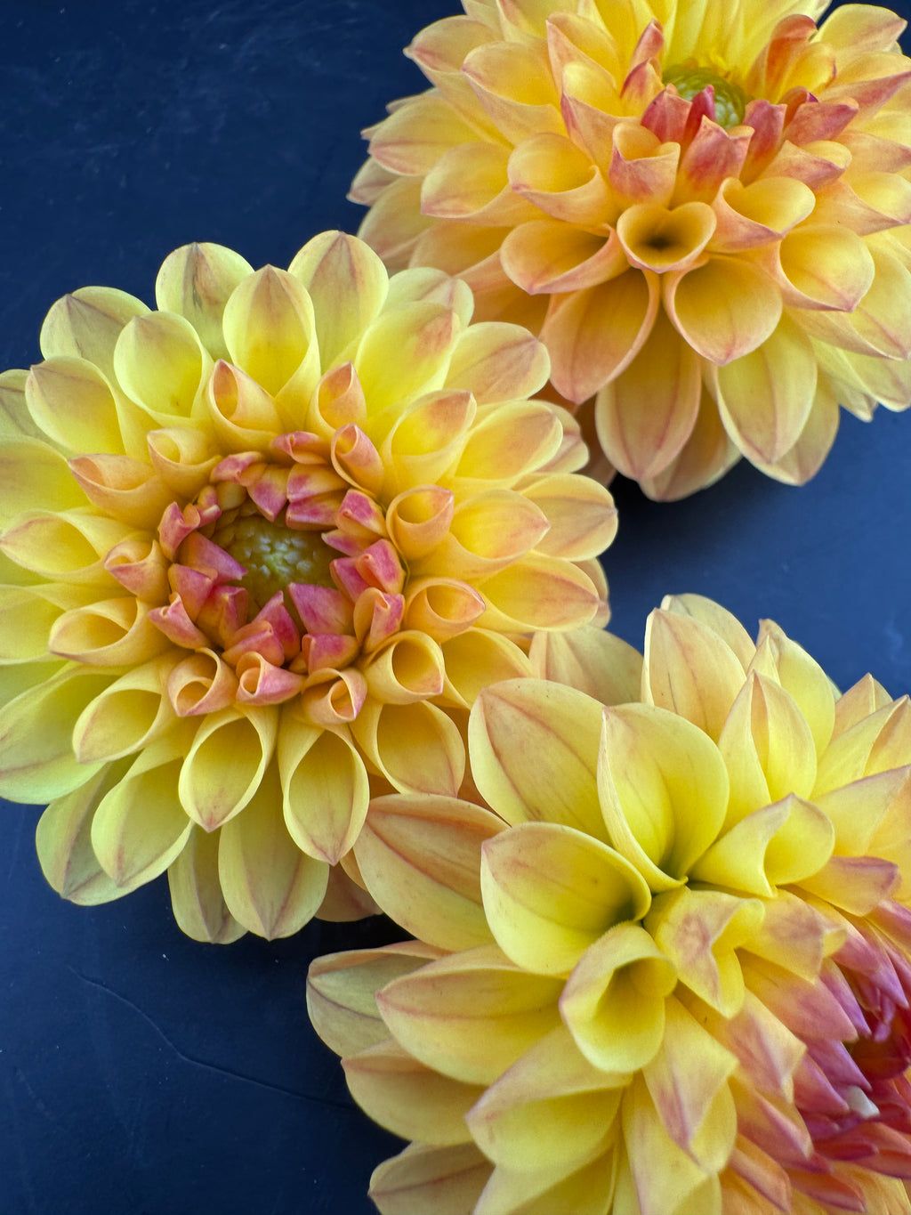 Jowey Chantal - Dahlia