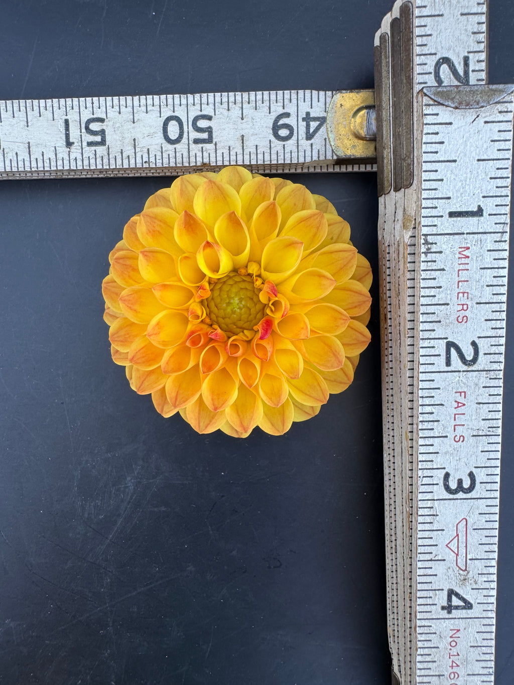 Jowey Chantal - Dahlia